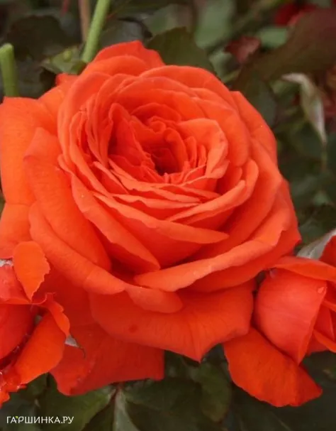 Роза Салита, Кордес (лиц)