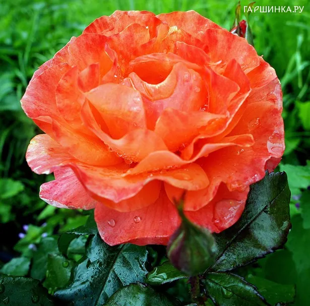 Роза Фор Ю Вис Лав, Фрайер (лиц)