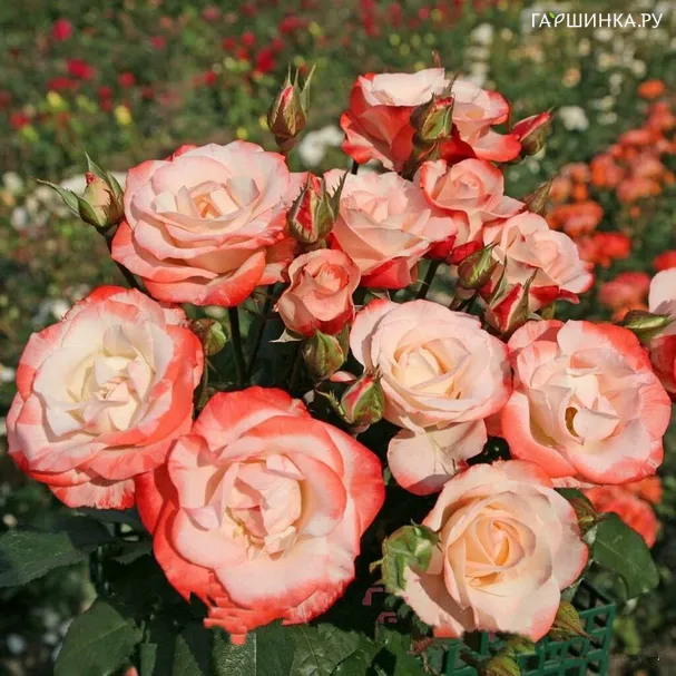 Роза Ауф ди Фройндшафт, Кордес (лиц)