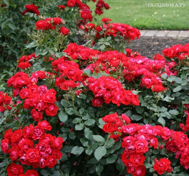 Роза Блэк Форест Роуз флорибунда, Кордес (лиц)