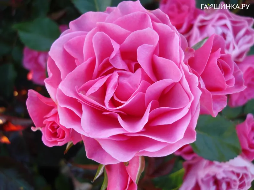 Роза Ай эм Грейтфул, Roses 4 Ever (лиц)