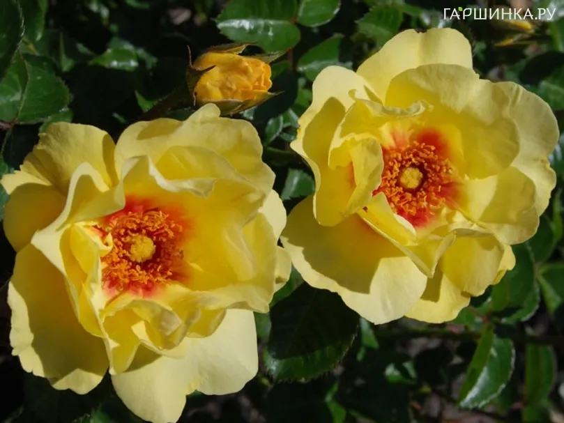 Роза Айконик Лемонад, Мейян (лиц)