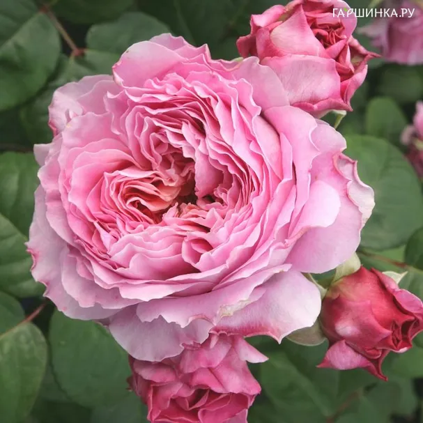 Роза Айсфогель чайно-гибридная (Imperial Rose)
