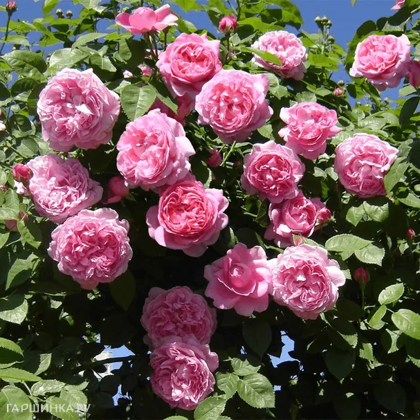 Роза Алан Титчмарш, Д.Остин кустарниковая (лиц)