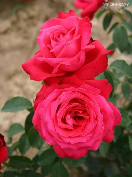 Роза Алекс Ред чайно-гибридная, Топалович (лиц)