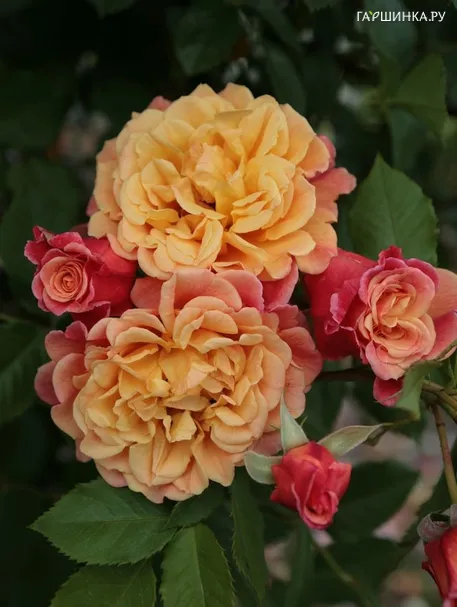Роза Алоха, Кордес (лиц)