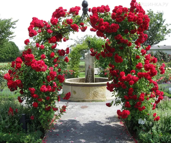 Роза Амадеус плетистая, Кордес (лиц)