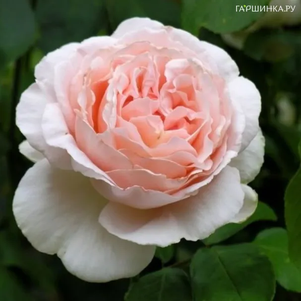 Роза Андре Ле Нотр, Мейян (лиц)