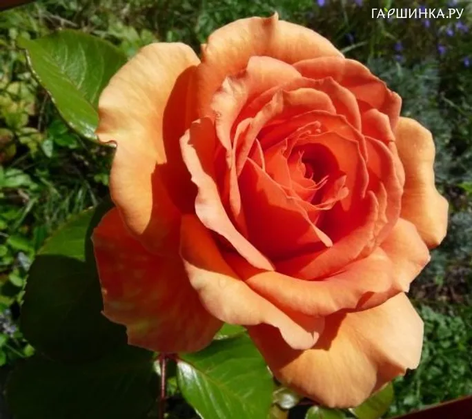Роза Патина чайно-гибридная Imperial Rose