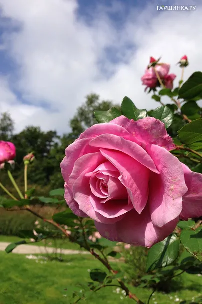 Роза Аур Ласт Саммер, Roses 4 Ever (лиц)