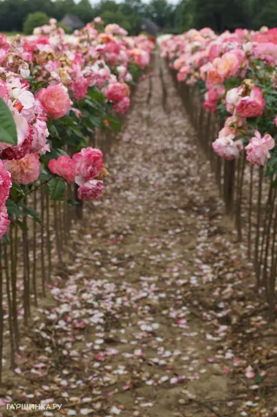 Роза Августа Луиза на штамбе 90см