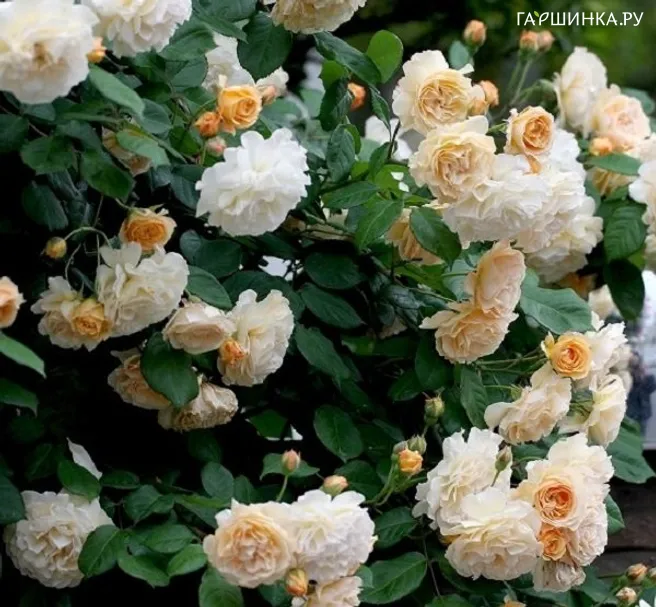 Роза Бафф Бьюти, Гийо (лиц)