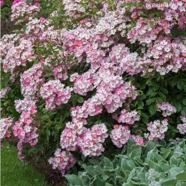 Роза Балерина, Гийо (лиц)