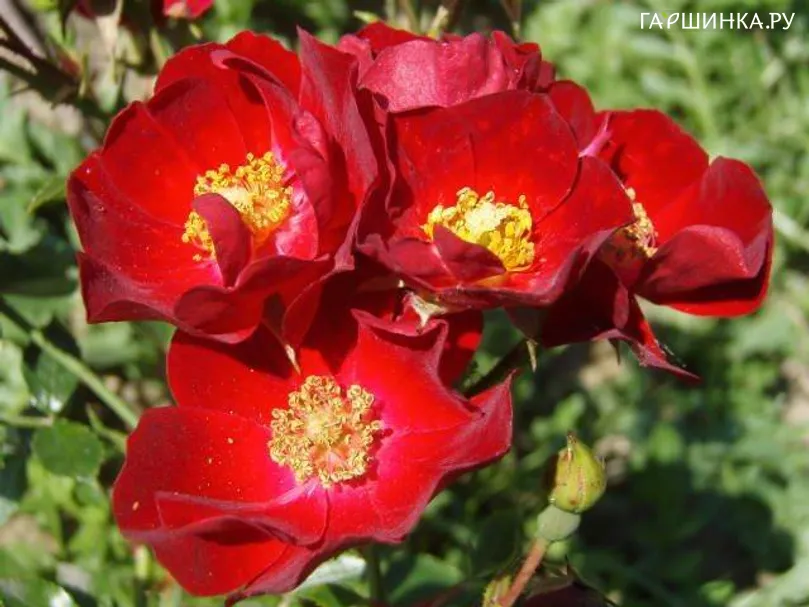 Роза Бассино, Кордес (лиц)