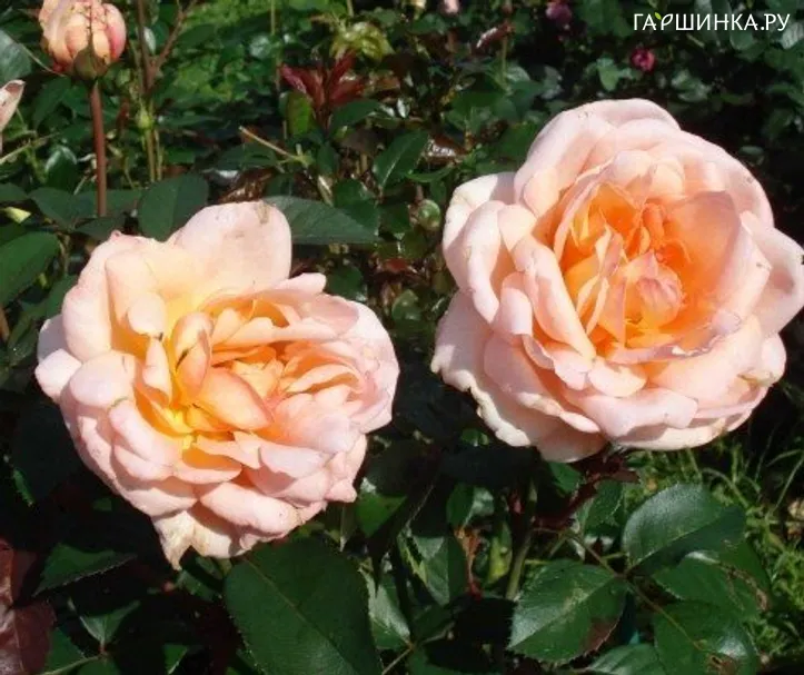 Роза Белле ду Сеньор, Дельбар (лиц)