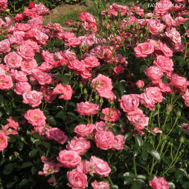 Роза Белла Роза флорибунда, Кордес (лиц)