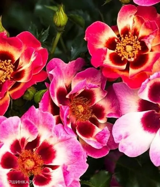 Роза Блашин Бэбилон Айз, Интерплант (лиц)