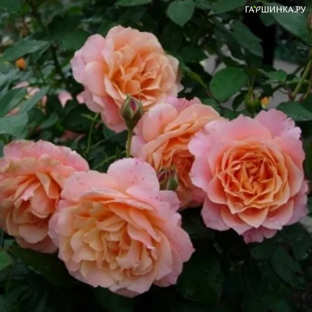 Роза Бордюр Абрико, Дельбар (лиц)
