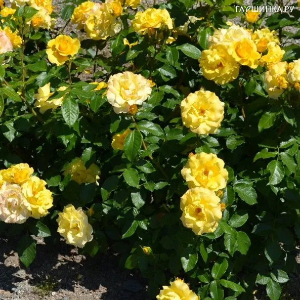 Роза Бордюр Д'ор, Дельбар (лиц)