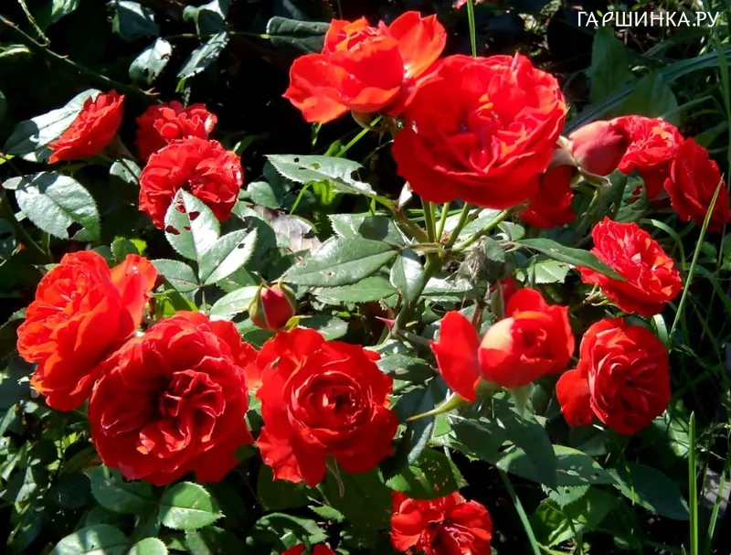 Роза Бриллиант Мейландина миниатюрная, Top Roses