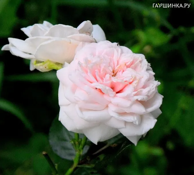 Роза Бродс, Пулсен (лиц)