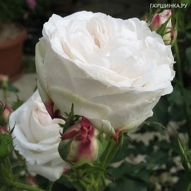 Роза Буль Де Неж, Гийо (лиц)
