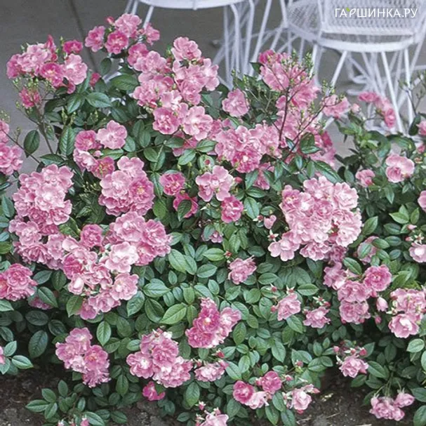 Роза Чайна Дол, Викс (лиц)