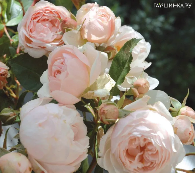 Роза Шанталь Томасс, Гийо (лиц)