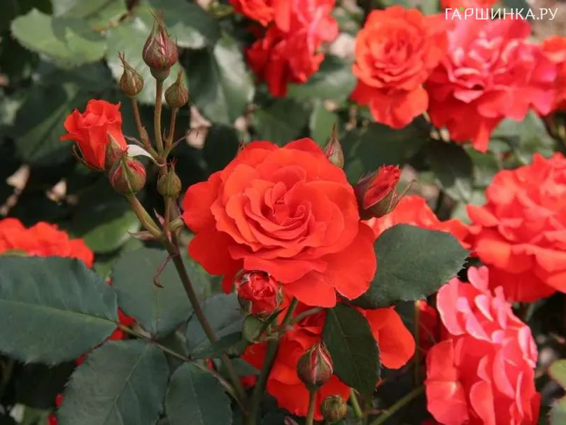 Роза Чин Чин флорибунда, Imperial Rose