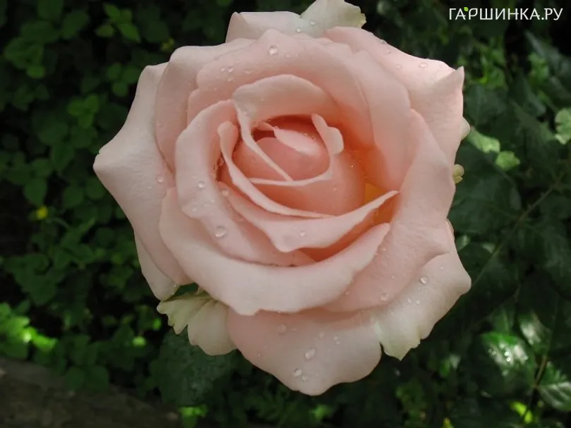 Роза Дезире чайно-гибридная, Imperial Rose