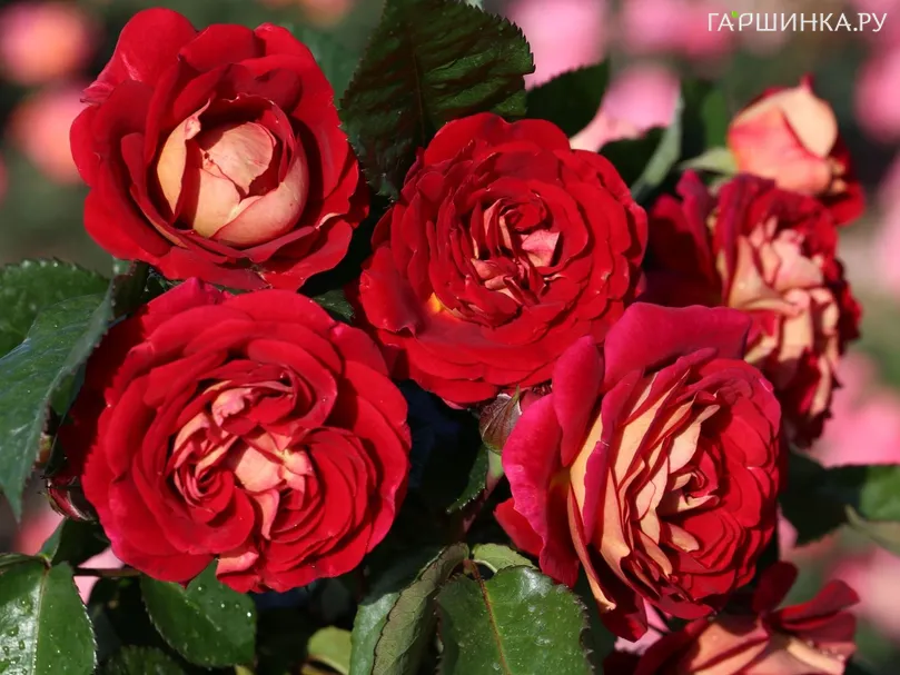 Роза Ди Зеенсверте, Кордес (лиц)