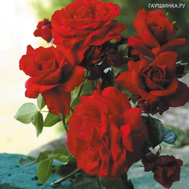 Роза Динамит, Гийо (лиц)