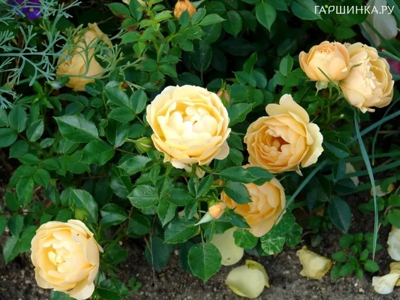 Роза Диско Танго, Пулсен (лиц)