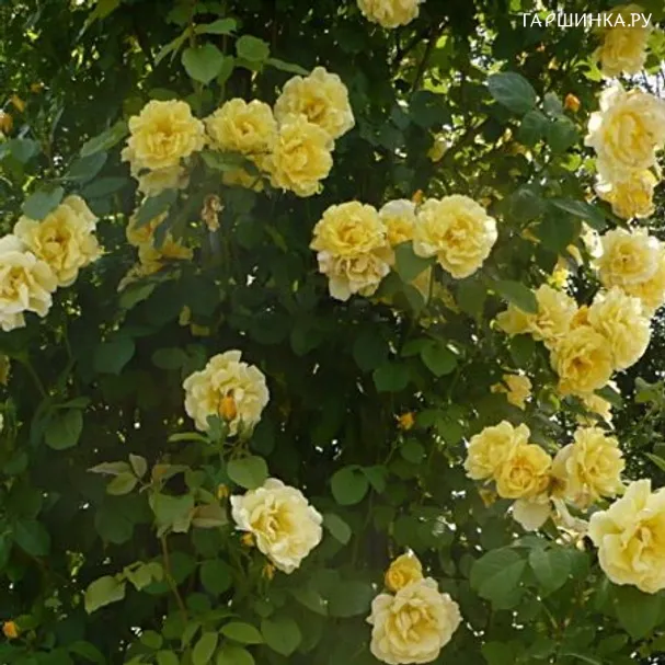 Роза Дюна, Дельбар (лиц)