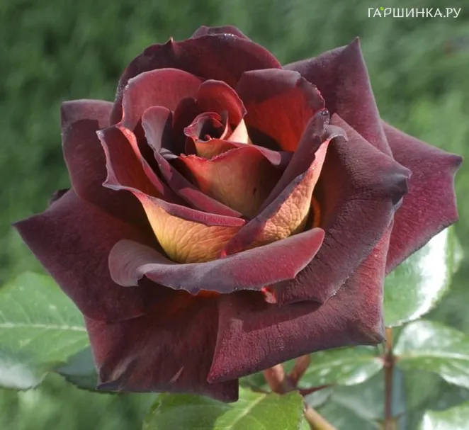 Роза Эдди Митчел/Дак Найт, Мейян (лиц)