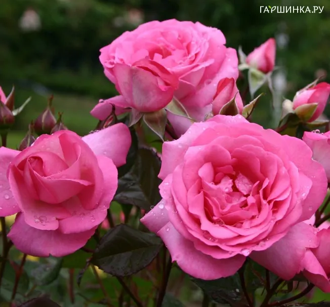 Роза Элиза, Кордес (лиц)