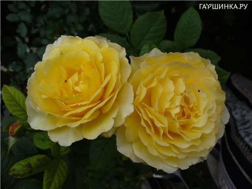 Роза Эпидор, Дельбар (лиц)