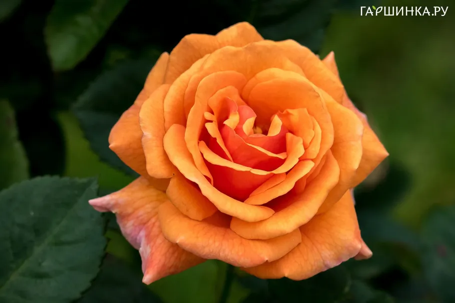 Роза Эрз флорибунда, Imperial Rose