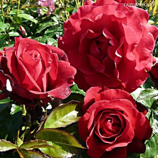 Роза Фаитфул, Харкнесс (лиц)
