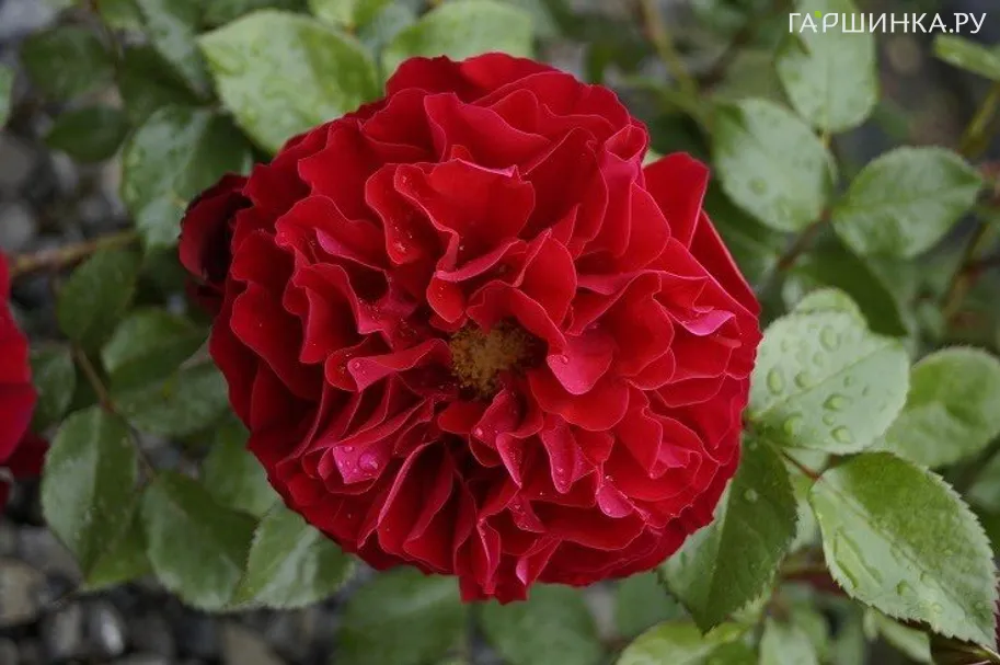 Роза Фаррука, Пулсен (лиц)