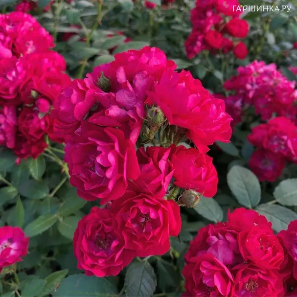 Роза Фейри Данс, Харкнесс (лиц)