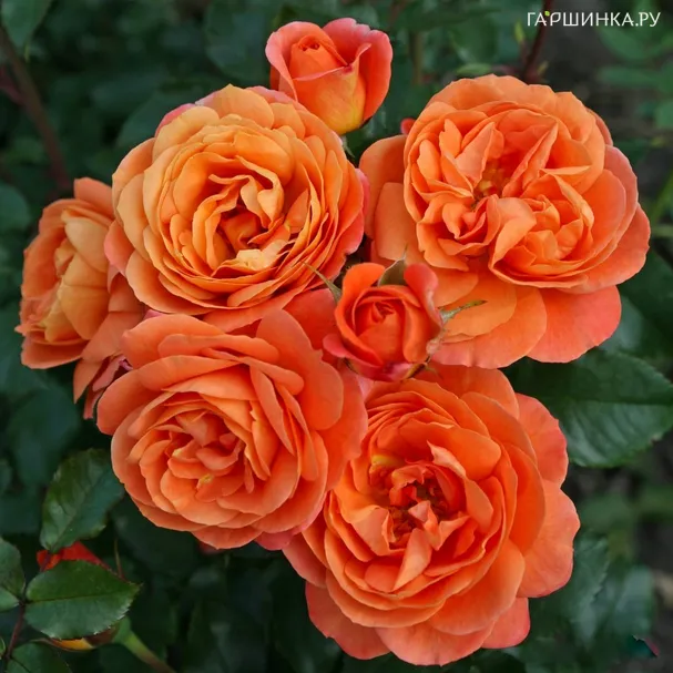 Роза Феникс, Кордес (лиц)