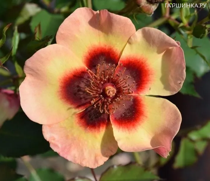 Роза Фэнси Бэбилон Айз, Интерплант (лиц)