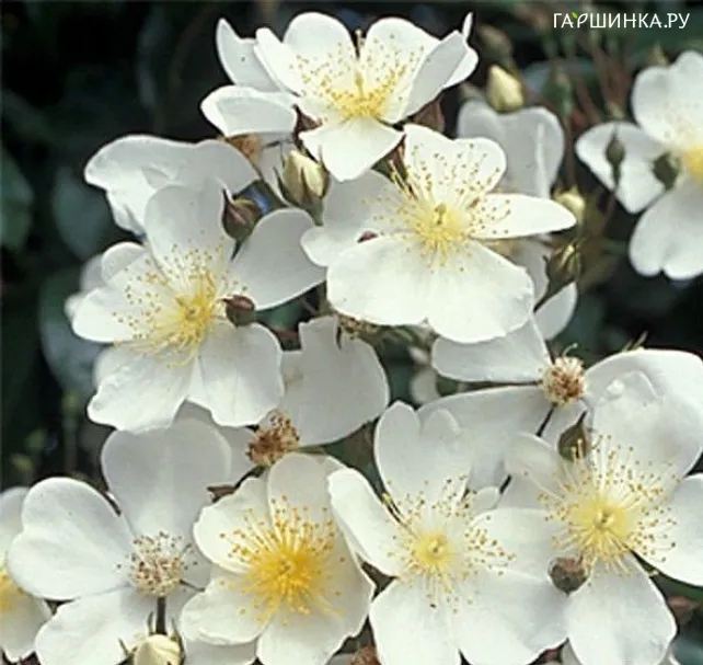 Роза Филипп Кифтсгейт плетистая, Кордес (лиц)