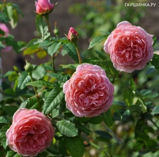 Роза Френсис Блейз, Гийо (лиц)