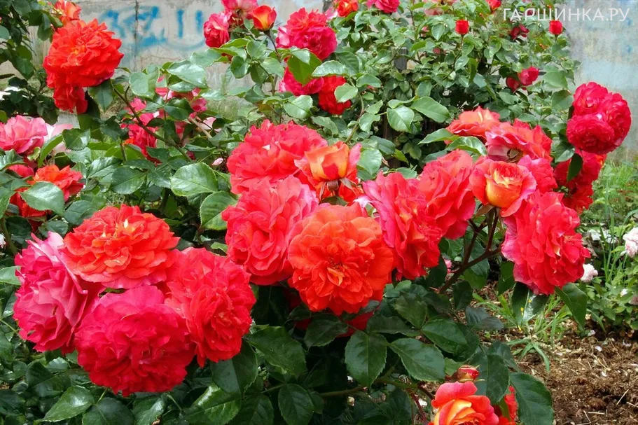 Роза Гебрюдер Гримм флорибунда, Топалович (лиц)