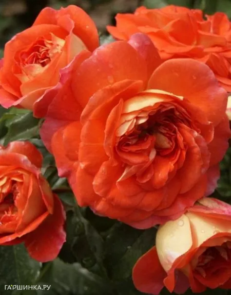 Роза Гебрюдер Гримм/Джоли Тамбур флорибунда, Кордес (лиц)