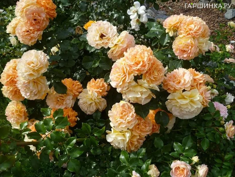Роза Филгри флорибунда, Imperial Rose