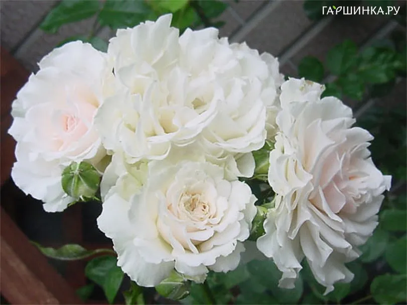 Роза Гр.Н.Истен Роуз, Харкнесс (лиц)