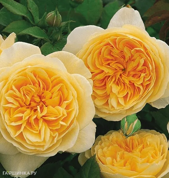 Роза Грехам Томас, Д.Остин кустарниковая (лиц)